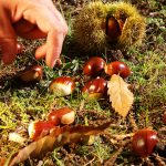 Un momento della raccolta delle castagne.
