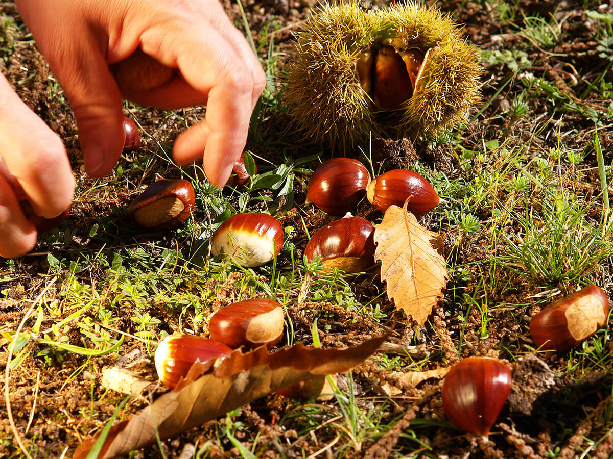 Meno castagne ma di qualità: la stagione è salva Meno castagne ma di qualità: la stagione è salva