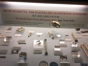 La teca con esposte alcuni reperti rinvenuti nella Tecchia di Equi Terme
