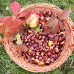 Un cesto di castagne.