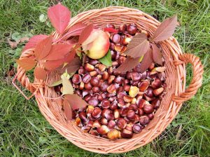 Un cesto di castagne.