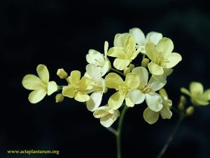 Biscutella_apuana
