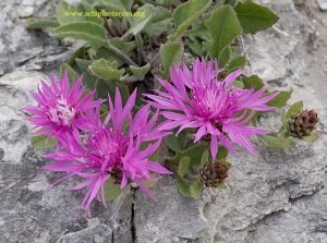 Centaurea_montisborlae