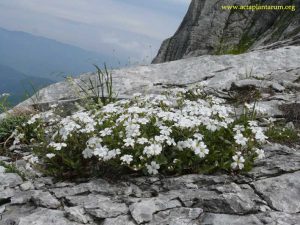 Cerastium_apuanum