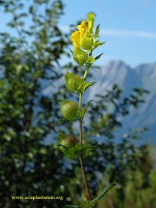 Rhinanthus_apuanus