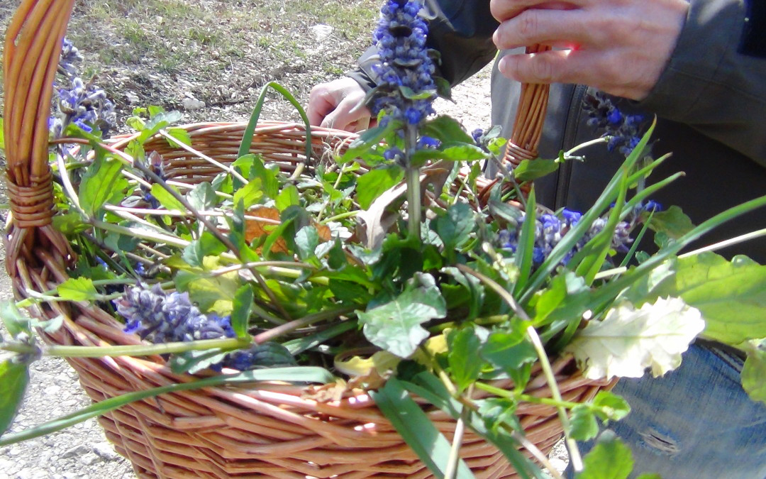 Corso per conoscere gli erbi di campo e il loro uso