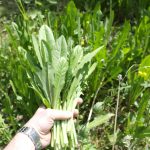 Alcune erbe spontanee