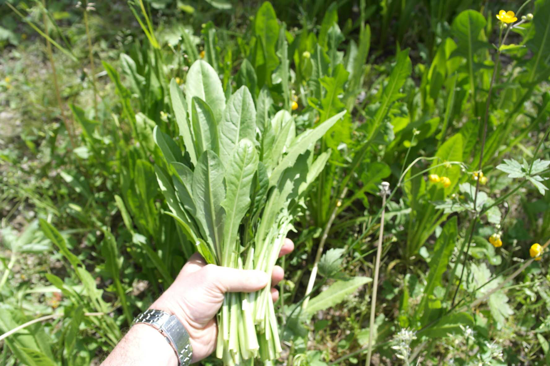 Al via l’iniziativa “Erbe & Erbi”