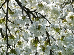 fiori_ciliegio