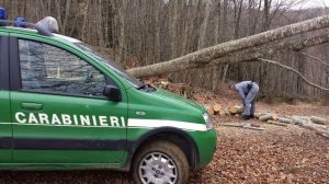 Carabinieri-Forestale-legname