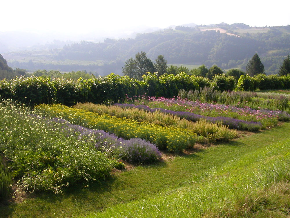 A Casola inaugurato il Giardino Natura perché “fuori è meglio” A Casola inaugurato il Giardino Natura perché “fuori è meglio”