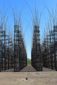 cattedrali_vegetali02