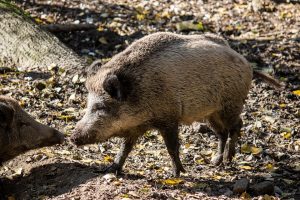 cinghiale