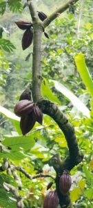 sao_tomè_cacao