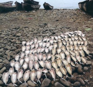 sao_tomè_pesce