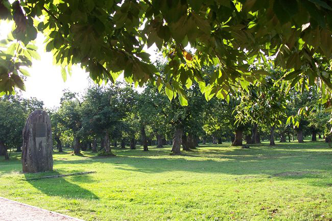 Interventi di miglioramento per la Selva di Filetto Interventi di miglioramento per la Selva di Filetto