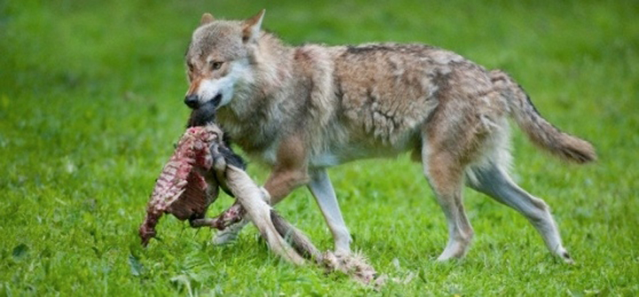 Torna l’allarme lupi per gli allevatori nel fivizzanese