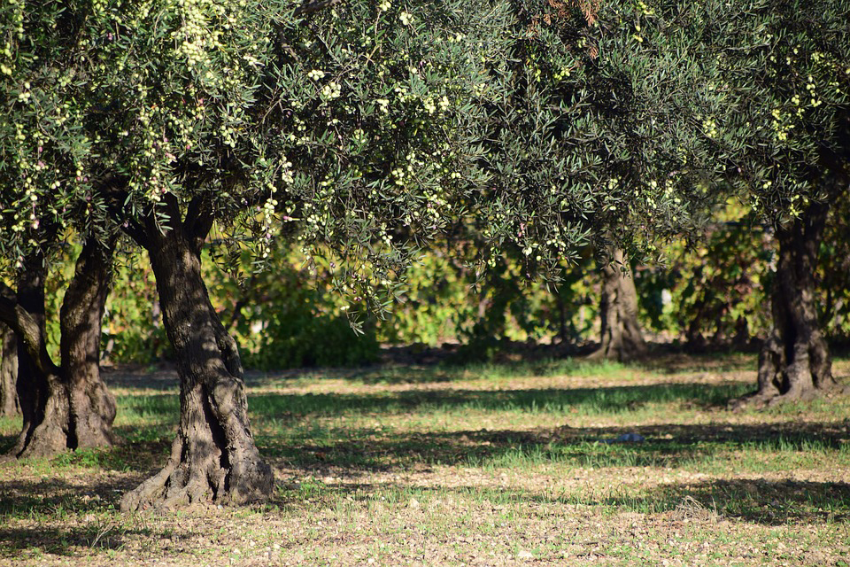 A breve la raccolta delle olive in Lunigiana A breve la raccolta delle olive in Lunigiana