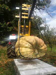 Primo piano dell'ortaggio che ha raggiunto il peso di 137 kg