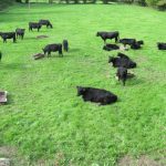 Il pascolo delle black angus