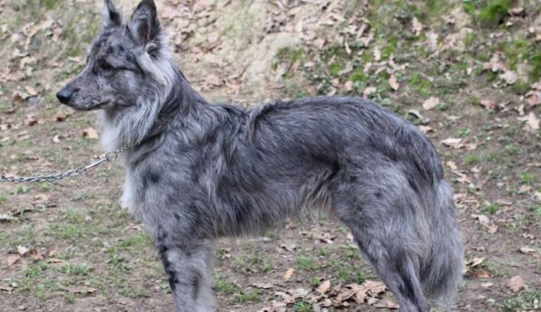 Bagnone: un club per riconoscere la razza del cane delle Alpi Apuane Bagnone: un club per riconoscere la razza del cane delle Alpi Apuane