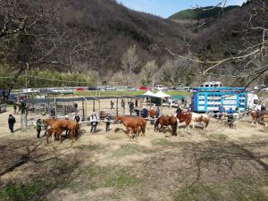 L'area degli animali alla fiera della Cucù