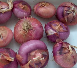 20cipolla_treschietto