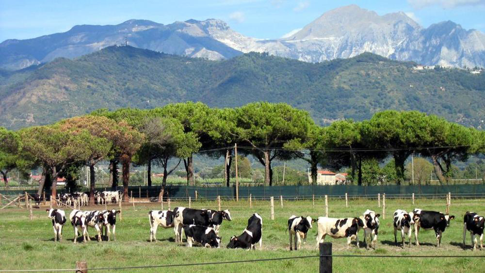 Avviata la liquidazione della tenuta di Marinella Avviata la liquidazione della tenuta di Marinella