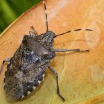 cimice.it