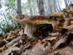 34Boletus_edulis