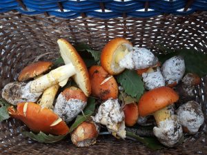 35funghi1
