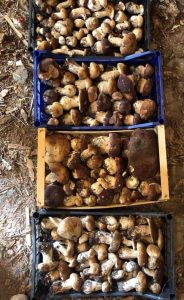 35funghi5