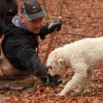 cane tartufo