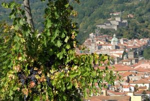 Grappoli di uva in attesa della vendemmia e sullo sfondo un suggestivo panorama del centro storico di Pontremoli