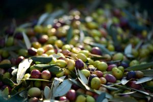 42frantoio_Riani_olive