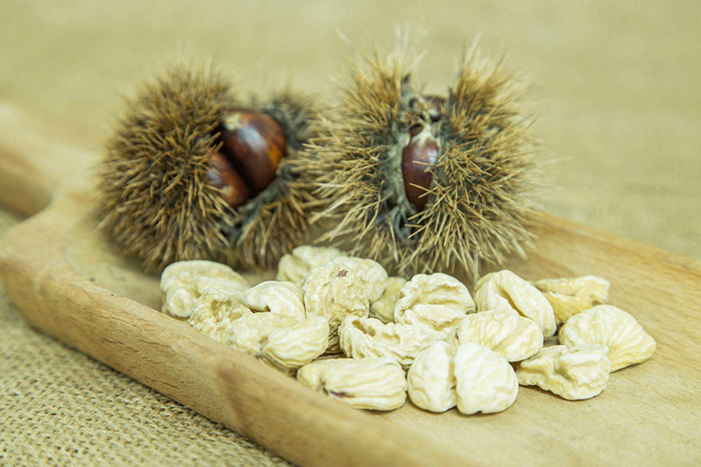 Castagne: in Lunigiana un’annata meno ricca della precedente Castagne: in Lunigiana un’annata meno ricca della precedente