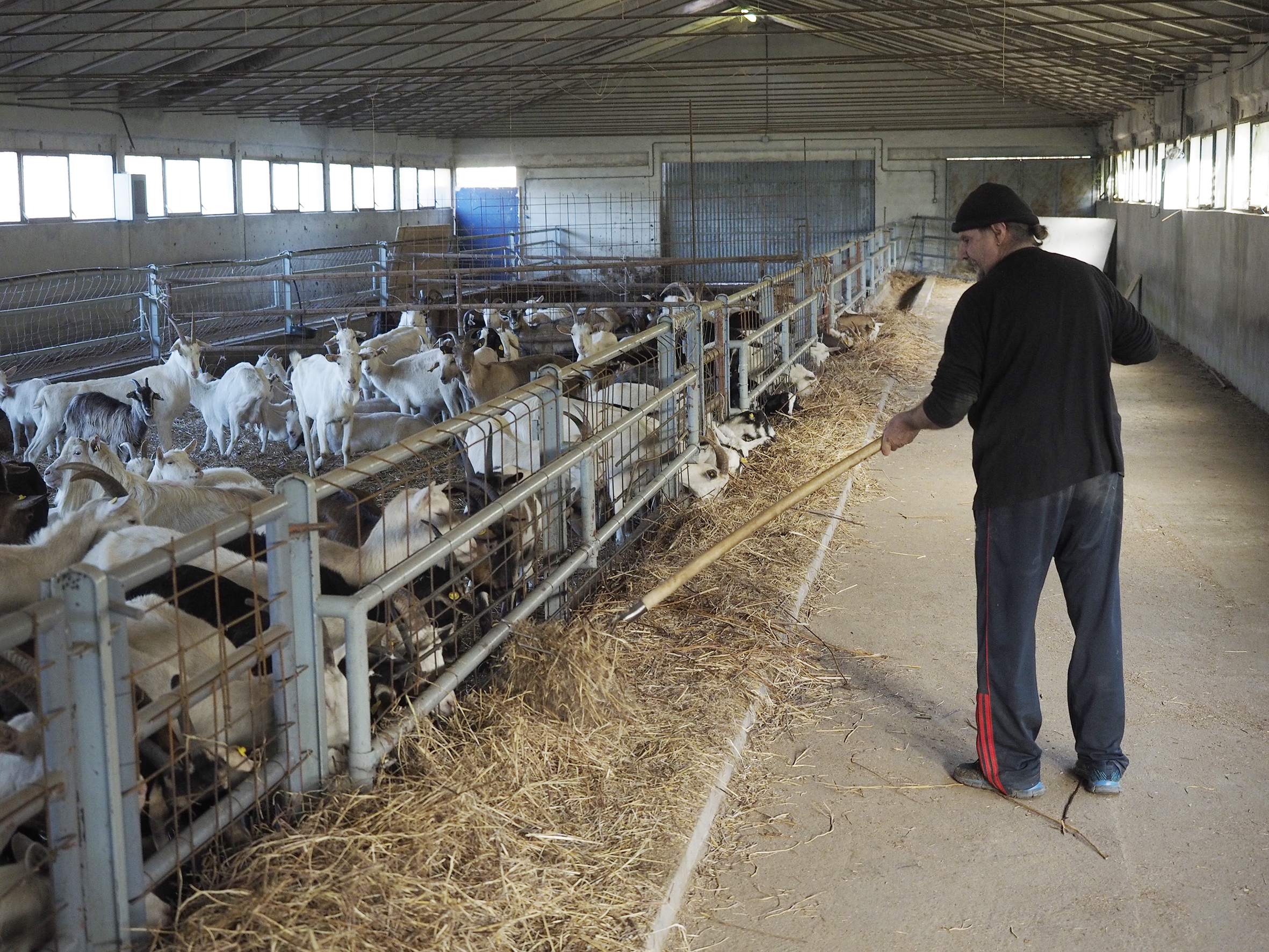 Irola riparte dalla zootecnia con investimenti e progetti