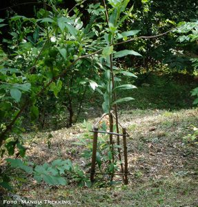 Un albero di castagno appena piantato