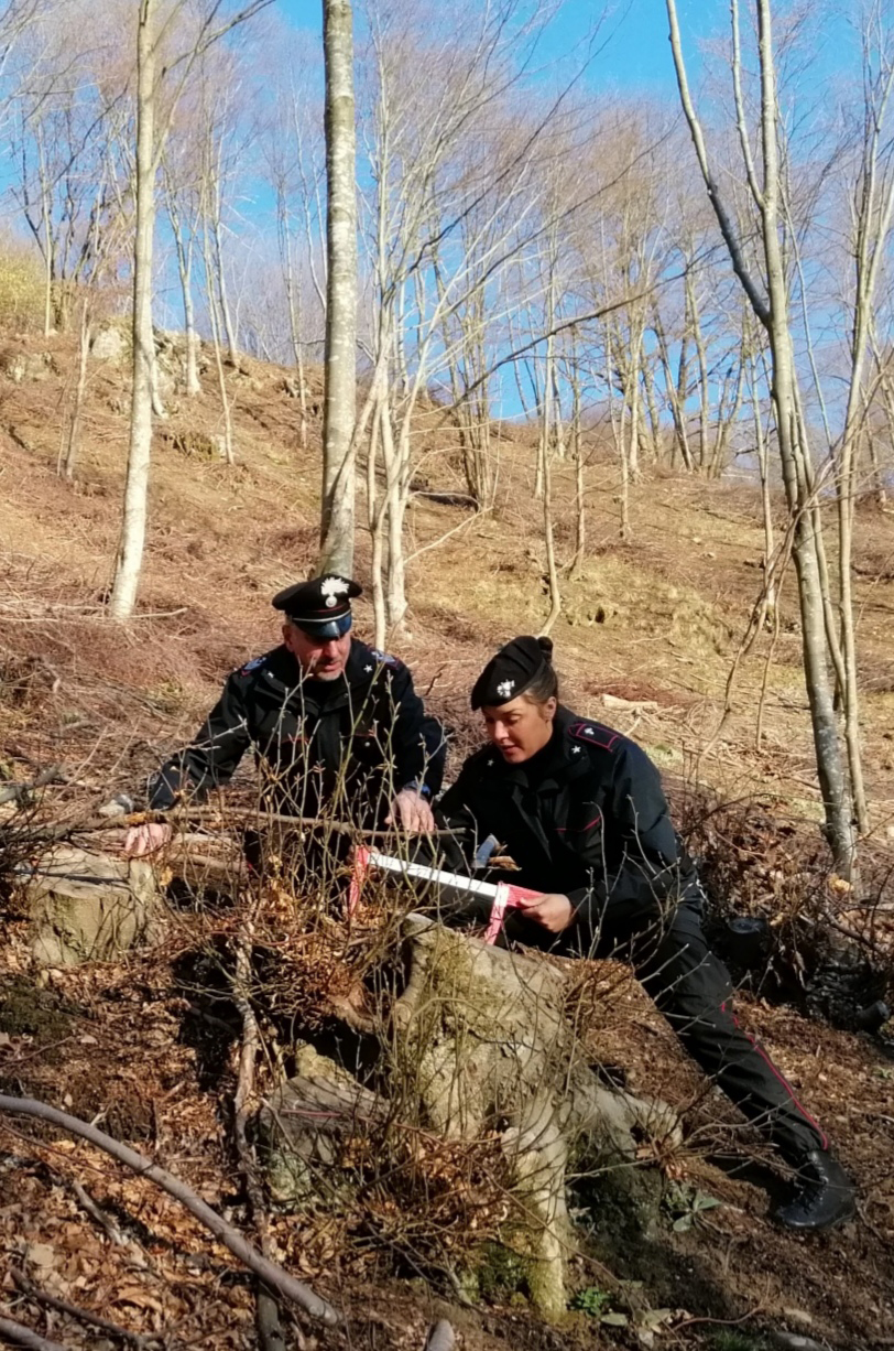 A Bagnone taglio scriteriato e illecito di 303 alberi pregiati A Bagnone taglio scriteriato e illecito di 303 alberi pregiati