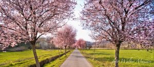 Un’immagine classica della primavera pontremolese: il viale dei Chiosi fiorito (foto Walter Massari)