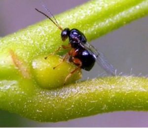 Il cinipide Galligeno