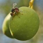 La mosca olearia