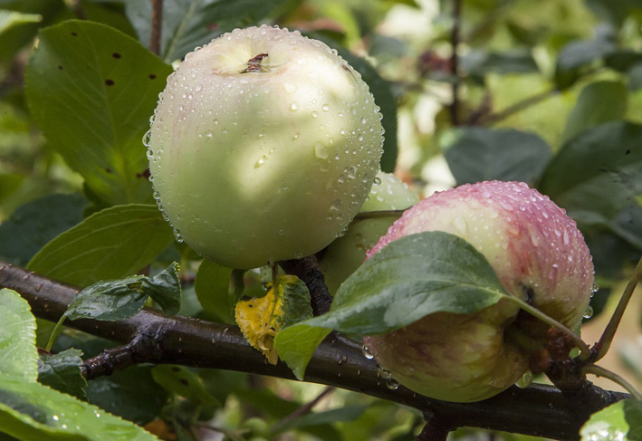 Settembre ‘da funghi’: umido, non piovoso Settembre ‘da funghi’: umido, non piovoso