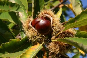40castagne2