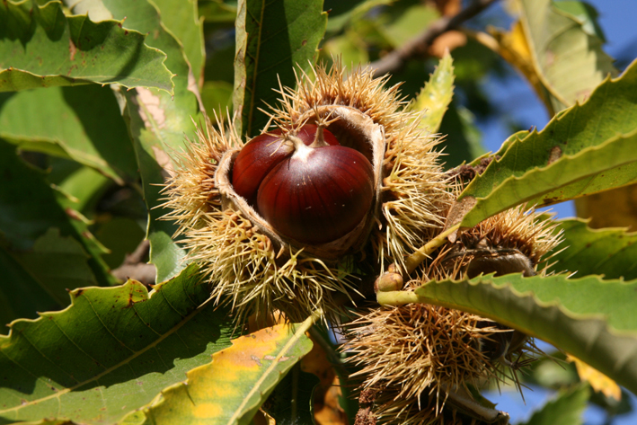 Lunigiana: stagione d’oro per le castagne, in crisi il miele Lunigiana: stagione d’oro per le castagne, in crisi il miele