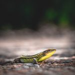 lizard-4208204_960_720