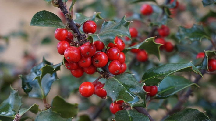 Vince l’ autunno, almeno fino a Natale Vince l’ autunno, almeno fino a Natale