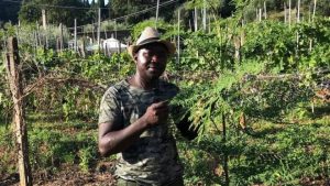 François Desiré Bazie mostra con orgoglio la sua coltivazione di moringa