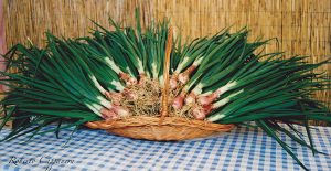 20Cipolla_Trteschietto1