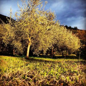 Un suggestivo scorcio dell'oliveto nell'azienda agricola di Caterina Sarti
